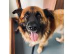 Adopt Boudreaux II a Shepherd (Unknown Type) / Akita / Mixed dog in Fort Lupton