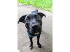 Adopt Raphael a Black - with White Pointer / Staffordshire Bull Terrier / Mixed