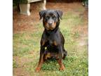 Adopt Star 12637 a Black Rottweiler / Mixed Breed (Medium) / Mixed dog in