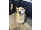 Adopt Maui a Tan/Yellow/Fawn - with White Alaskan Malamute / Chow Chow / Mixed