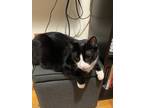 Adopt Oliver and Gus a Black & White or Tuxedo American Shorthair / Mixed cat in