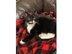 Adopt Gus and Oliver a Black & White or Tuxedo American Shorthair / Mixed (short