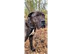 Adopt Zeus Utter Sweetheart in Loving Foster Home a Mastiff / Boxer / Mixed dog