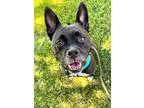 Adopt JULIE a Black American Pit Bull Terrier / Mixed dog in Frederick