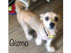 Adopt Gizmo #12 a Tan/Yellow/Fawn Pomeranian / Bichon Frise / Mixed dog in