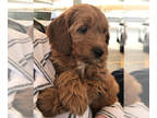 Goldendoodle PUPPY FOR SALE ADN-584619 - Mini Goldendoodle Puppies Just Arrived
