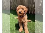 Goldendoodle PUPPY FOR SALE ADN-584621 - Mini Goldendoodle Puppies Just Arrived