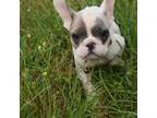 Blue fawn pied