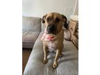 Adopt Luna a Brown/Chocolate - with White Shar Pei / Boxer / Mixed dog in