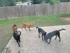 Adopt Creamy, Big Black and Yoda a Black Manchester Terrier / Miniature Pinscher