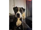 Adopt Ash Carmichael Bradley a Gray/Blue/Silver/Salt & Pepper Cairn Terrier dog