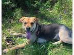 Adopt Bingo a Bullmastiff / Beagle / Mixed dog in Nanaimo, BC (37784920)