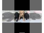Goldendoodle PUPPY FOR SALE ADN-585204 - Goldendoodle puppies