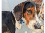 Adopt Bo a Black Treeing Walker Coonhound / Mixed dog in Virginia Beach