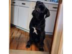 Adopt Milo a Brindle Bullmastiff / Cane Corso / Mixed dog in Cheektowaga