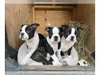 Boston Terrier PUPPY FOR SALE ADN-585792 - Boston terrier pups