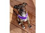 Adopt Sadie a Brindle Terrier (Unknown Type, Small) / Pomeranian / Mixed dog in