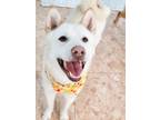 Adopt Dalsoon a White - with Tan, Yellow or Fawn Jindo / Mixed dog in toronto