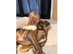 Adopt Tucker a Brindle Great Dane / Mixed dog in Belgrade, MT (37803957)