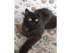 Adopt Orla a All Black Persian (long coat) cat in Newmarket, ON (37803149)