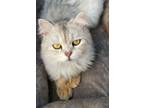 Adopt McGray a Gray or Blue Persian (long coat) cat in Newmarket, ON (37803144)