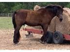 Adopt Ben a Black Percheron / Morgan horse in Nichols, SC (37801945)