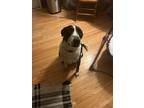 Adopt Joey a Black - with White Border Collie / Plott Hound / Mixed dog in