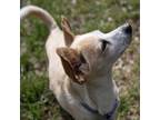 Adopt Chanel a White - with Tan, Yellow or Fawn Rat Terrier / Mixed dog in