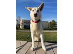 Adopt Waldo a White German Shepherd Dog / Mixed dog in Elk Grove, CA (37799170)