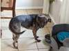 Adopt Bailey a Brindle - with 