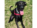 Adopt Theo a Black Labrador Retriever / Mixed dog in Kingston, ON (37797403)