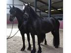 Friesian mare horse ready
