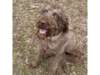 Adopt Libby a Standard Poodle,