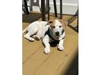 Adopt Chingy a Jack Russell Terrier