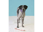 Adopt Toby a Black German Shorthaired Pointer / Mixed dog in New Smyrna Beach