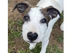 Adopt Jupiter ~ meet me! a White - with Black Feist / American Pit Bull Terrier