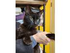 Adopt Najee a All Black Domestic Longhair / Domestic Shorthair / Mixed cat in