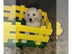 Golden Retriever PUPPY FOR SALE ADN-587457 - golden retriever puppies