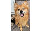 Adopt Benny a Red/Golden/Orange/Chestnut Pomeranian / Mixed dog in Huntington