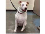 Adopt Chanel a White - with Red, Golden, Orange or Chestnut Australian Cattle