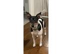Adopt Zippy a Black - with Tan, Yellow or Fawn Rat Terrier / Mixed dog in