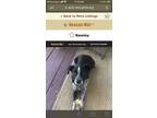 Adopt Rawley a Black - with White Australian Cattle Dog / Collie / Mixed dog in