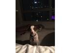 Adopt Annie a White - with Brown or Chocolate Rat Terrier dog in Philadelphia