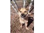 Adopt Benny a Red/Golden/Orange/Chestnut Chow Chow / Mixed dog in Moncton