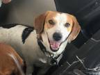 Adopt Precious a Basset Hound / Beagle / Mixed dog in Salt Lake City