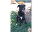 Adopt King a Black Great Dane / Pit Bull Terrier / Mixed dog in Guthrie