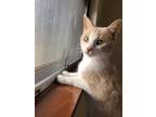 Adopt Marshmallow a Orange or Red (Mostly) Domestic Shorthair / Mixed (short