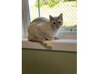 Adopt TurboTax a Orange or Red Domestic Shorthair / Siamese / Mixed (short coat)