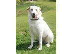 Adopt PANGEA a Great Pyrenees, Mixed Breed