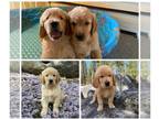 Golden Retriever PUPPY FOR SALE ADN-588421 - Pure Bred AKC Tahoe Goldens